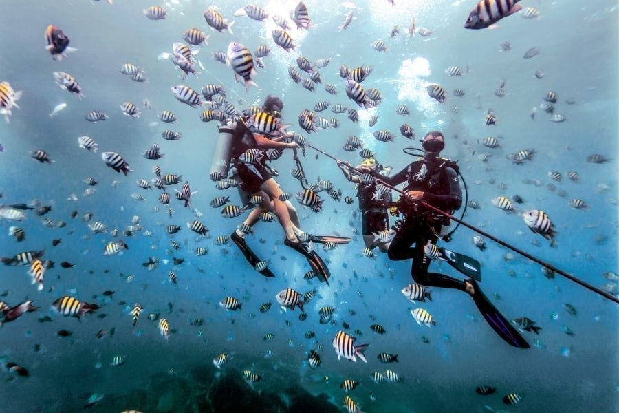Snorkeling & Diving